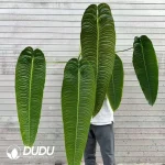 Anthurium veitchii Seeding??100pcs)