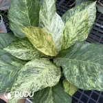 A. Hookeri Variegated  Seedling(100Pcs??