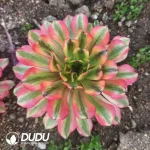 Aeonium Painting Girl Clustering