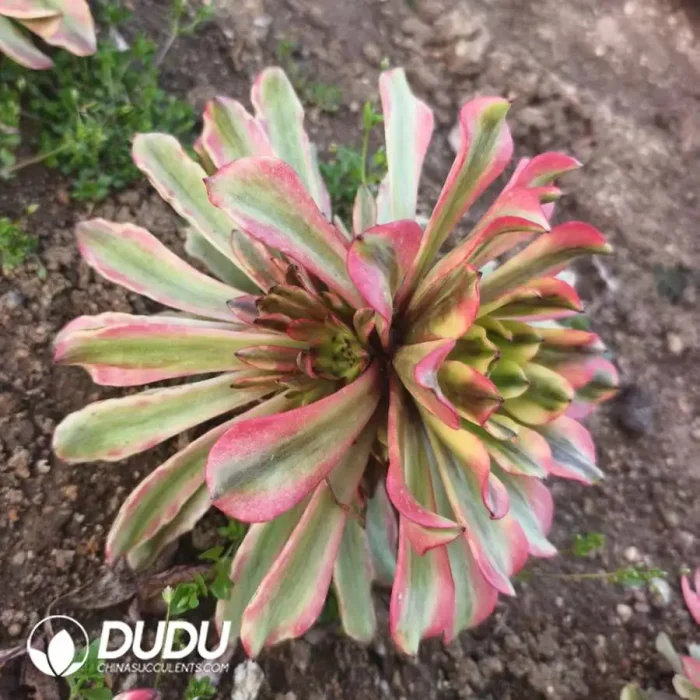 Aeonium Painting Girl Clustering - Image 2