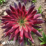 Aeonium Suzaku Clustering