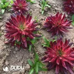 Aeonium Suzaku Clustering - Image 2