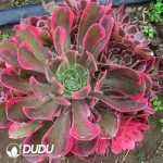 Aeonium Mood for Love clustering
