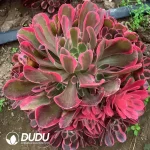 Aeonium Mood for Love clustering - Image 2