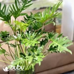 Philodendron Xanadu Seedling(100Pcs）