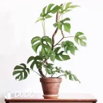 Philodendron Minima Seedling(100Pcs）