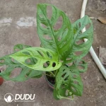 Monstera  obliqua  var Expilata Seedling(100Pcs）