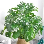 Monstera deliciosa Seedling(100Pcs）