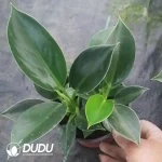 Philodenron Green Princess Seedling(100Pcs）