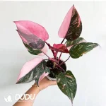 Philodendron Pink Princess Seedling(100Pcs）