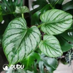 Philodendron mamei Seedling(100Pcs）