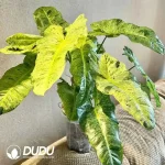 Philodendron Paraiso Verde Seedling(100Pcs）