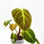 Philodendron EI choco red Seedling(100Pcs）