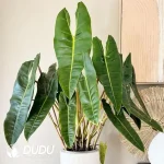 Philodendron billietiae Croat Seedling(100Pcs）