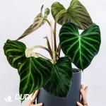 philodendron verrucosum Seedling(100Pcs）