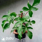 Philodendron squamiferum Seedling(100Pcs）
