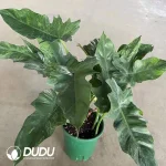 Philodendron golddragon Seedling(100Pcs）