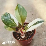 Philodendron White Knight Seedling(100Pcs）