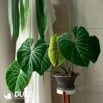 Philodendron Gloriosum Dark Form Seedling(100Pcs）