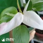 Philodendron White Princess Seedling(100Pcs）