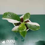 Philodendron White Wizard Seedling(100Pcs）