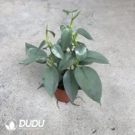 Philodendron Hastatum Seedling(100Pcs??