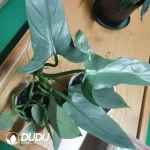 Philodendron Grey Seedling(100Pcs??