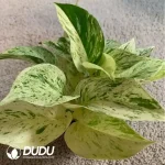 Pothos Marble Queen Seedling(100Pcs??