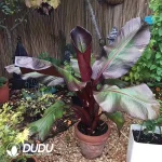 Ensete Maurelii Seedling(100Pcs??