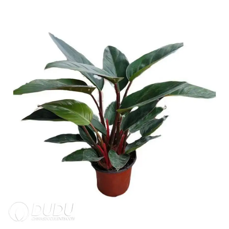 1746757797-e201.webp Philodendron rojo Congo Seedling(100Pcs?? - Image 1