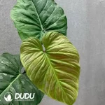 Philodendron Majestic Seedling(100Pcs??