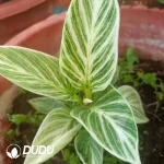 Philodendron Birkin Ribbon Seedling(100Pcs??