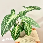 Caladium lindenii Seedling(100Pcs??