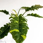 philodendron ring or fire var Seedling(100Pcs??