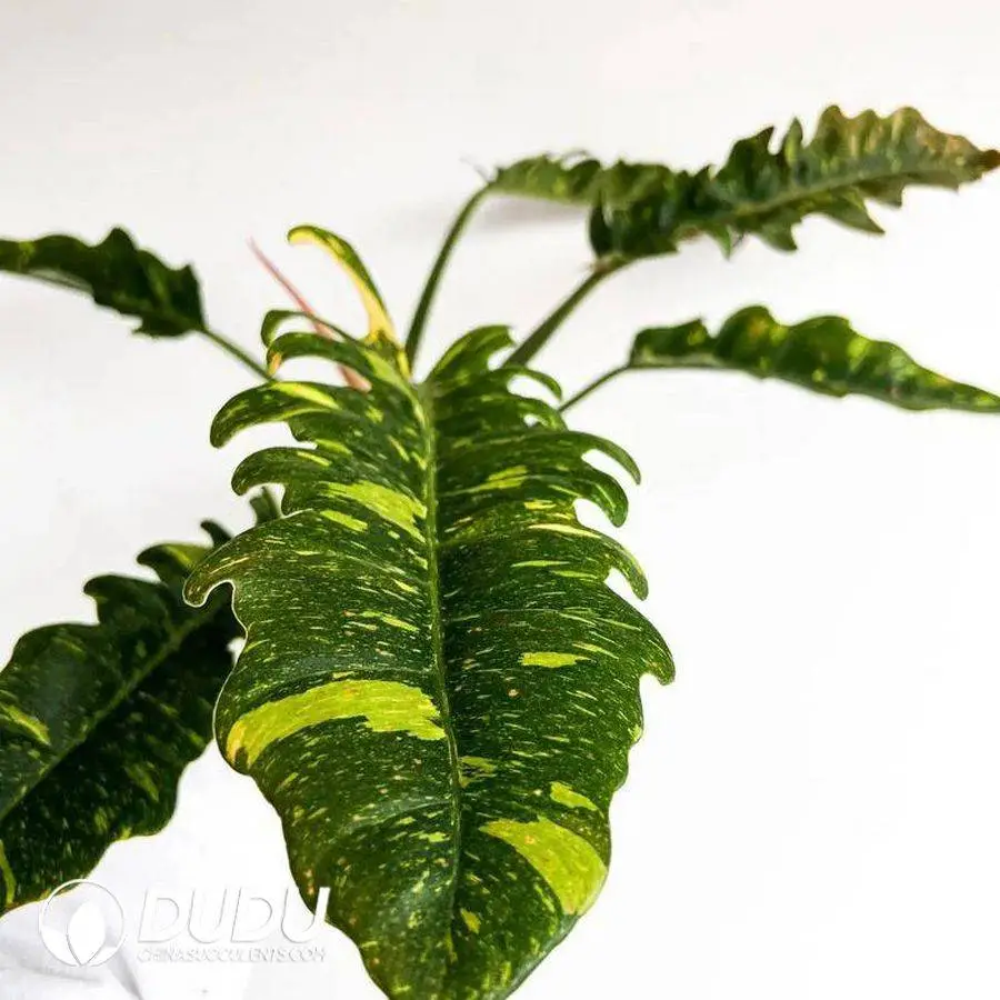 1746757860-e201.webp philodendron ring or fire var Seedling(100Pcs?? - Image 1