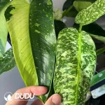 Philodendron Jose Buono Seedling(100Pcs??