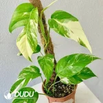 Epipremnum pinnatum Seedling(100Pcs??