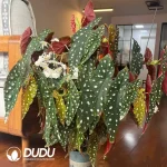 Begonia Maculata Seedling(100Pcs??