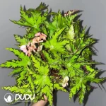 Begonia Geometry Seedling(100Pcs??