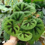 Begonia Masoniana Irmsch Seedling(100Pcs??