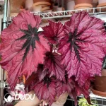 Begonia Rubby Slippers Seedling(100Pcs??