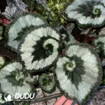 Begonia Escargot Seedling(100Pcs??