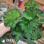Begonia Pika Seedling(100Pcs??