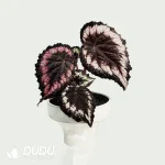 Begonia Helen Seedling(100Pcs??