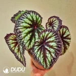 Begonia Fireworks Seedling(100Pcs??