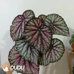 Begonia Rex Seedling(100Pcs??
