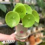Begonia Conchifolia Seedling(100Pcs??