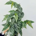 Begonia Don Miller Seedling(100Pcs??