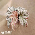 Begonia Highway Seedling(100Pcs??