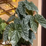 Begonia'Snow Capped Seedling(100Pcs??